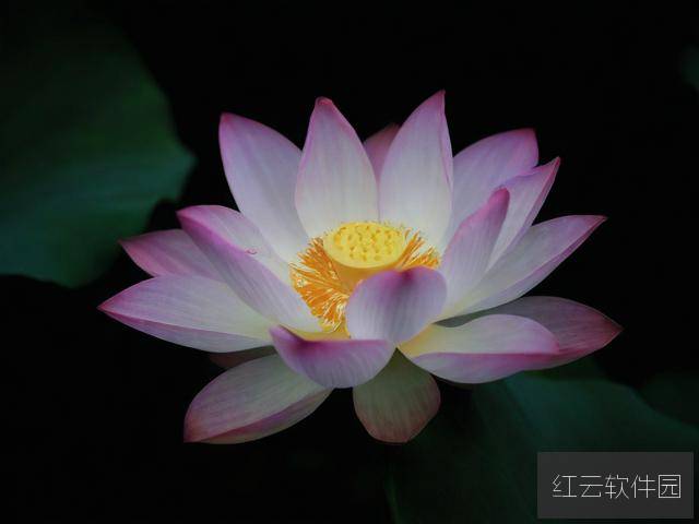 子夜莲绽，女性觉醒的隐秘时刻与精神绽放