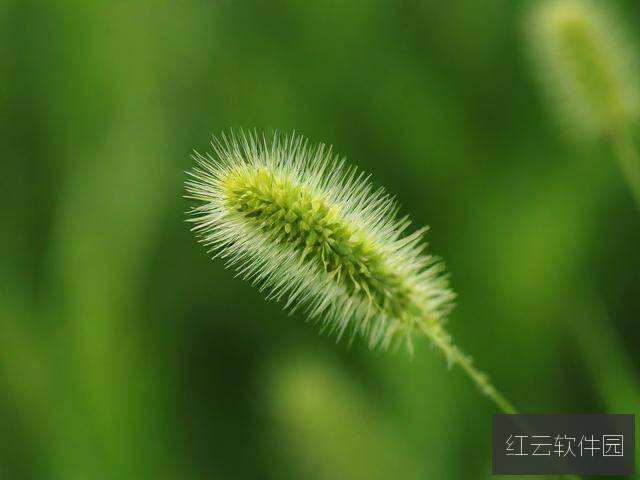 国产久久草在线视频，探索与反思