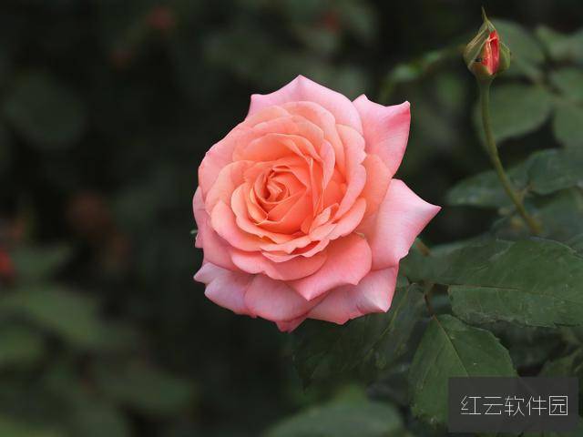 久久青葱岁月里,那些绽放的国产精品之光