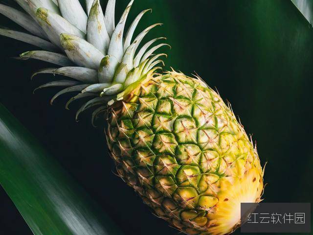 探索大菠萝福建导航App，您的智能出行助手
